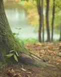 Dia Mundial del Medi Ambient 2021: ‘Joves i Natura’.