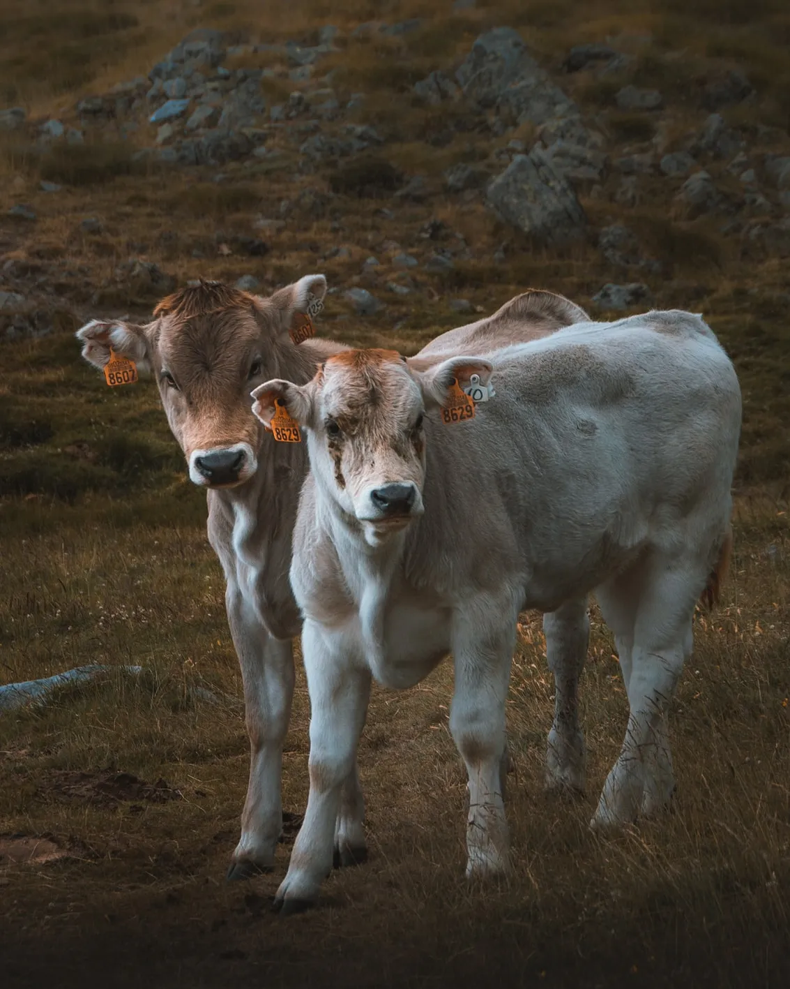 Foto de Juan Goyache a Unsplash