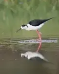 Delta Birding Festival.