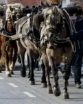 Celebració dels Tres Tombs a Cerdanyola del Vallès, l'any 2018. Font: Federació Catalana dels Tres Tombs.