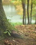 Exemple d'un detall del bosc, amb plantes que creixen al voltant del tronc d'un arbre. Font: Pixabay.