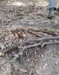 Exemple d'un tros de coberta vegetal malmesa al parc natural del Montseny. Font: Coordinadora per a la Salvaguarda del Montseny