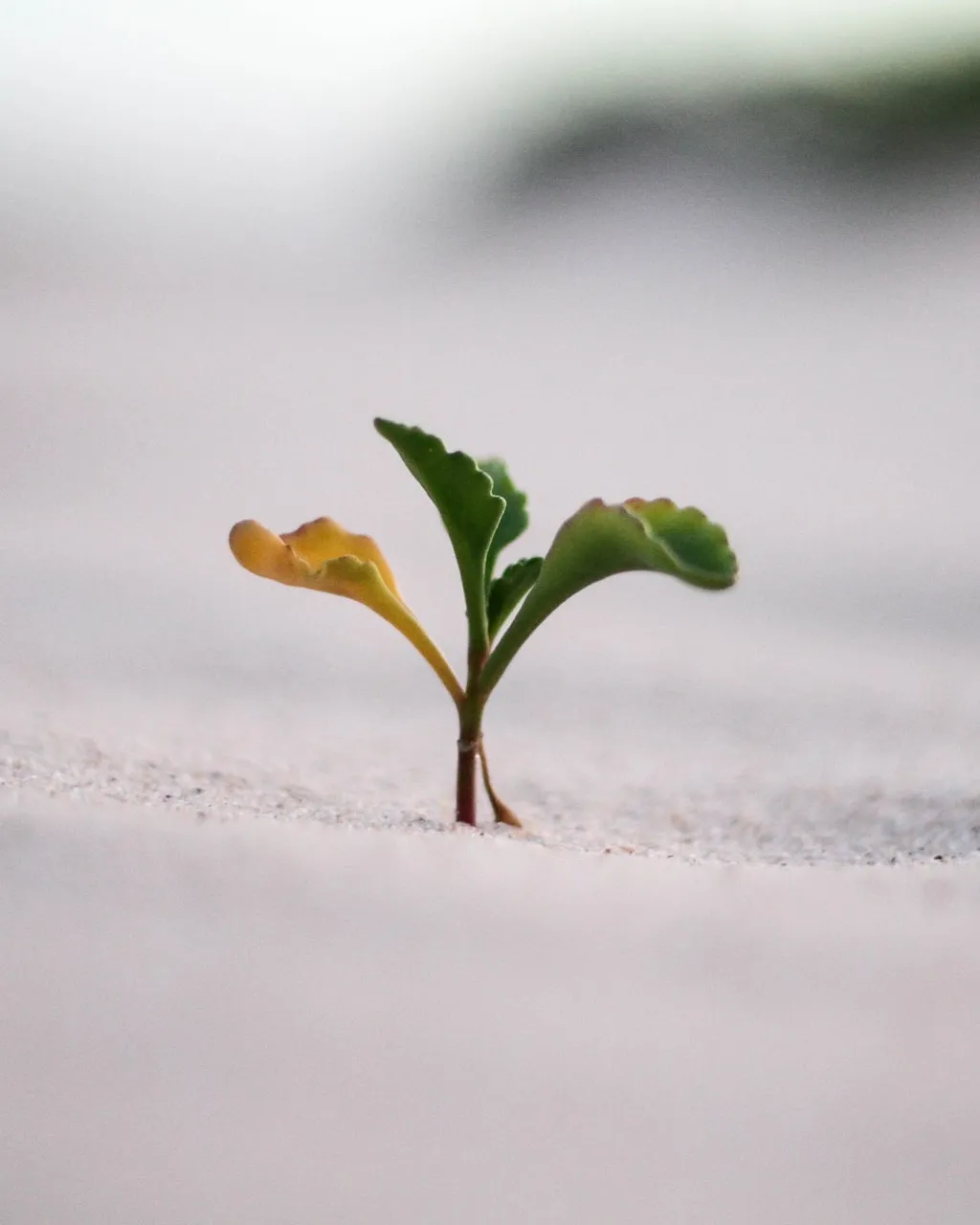 Foto de Jeremy Bishop a Unsplash