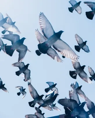 Foto de Zac Ong a Unsplash Foto de Zac Ong a Unsplash