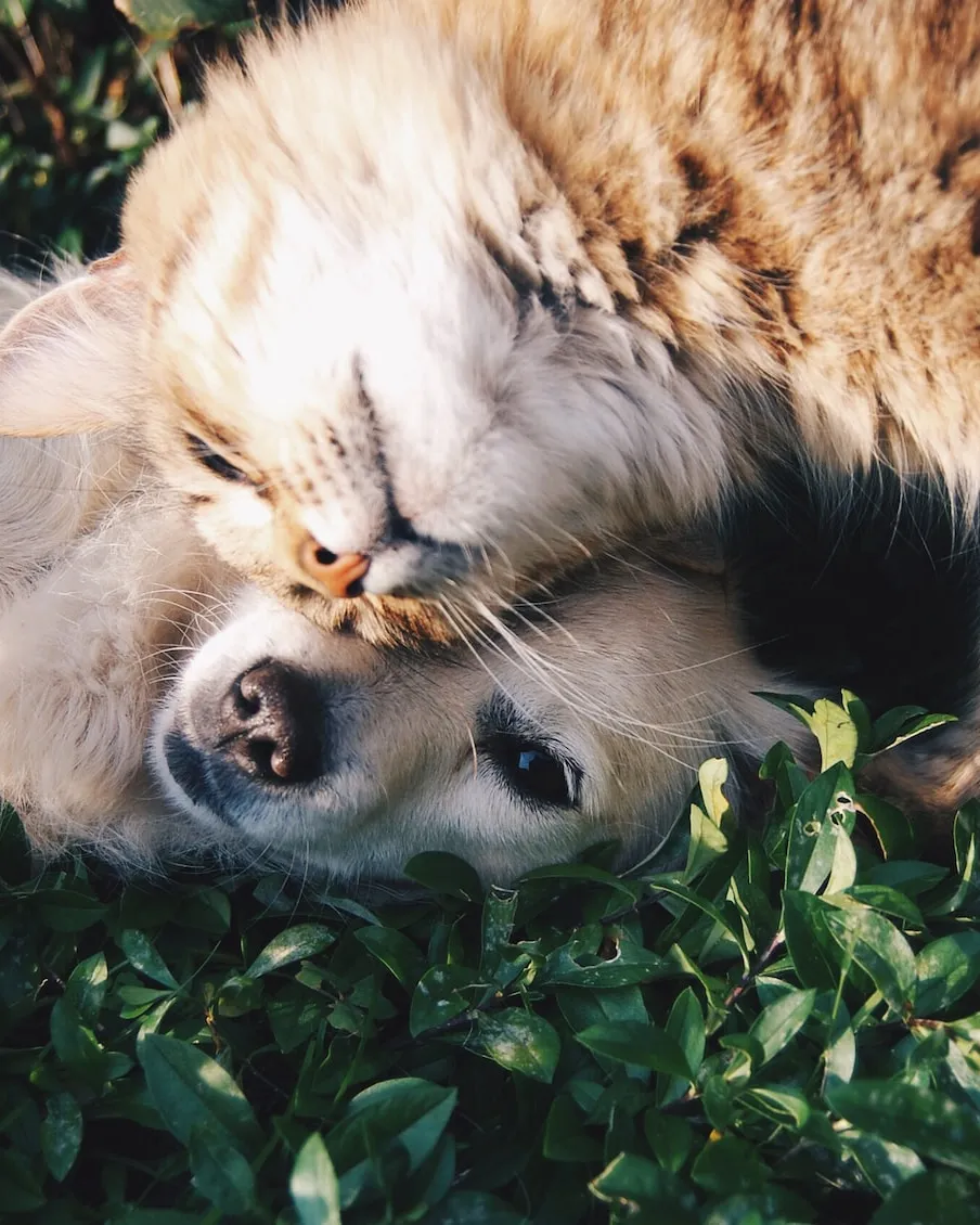 Foto de Krista Mangulsone a Unsplash