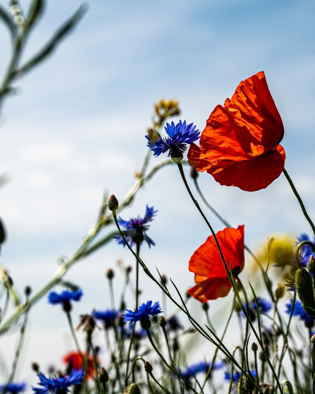 Foto de Palle Knudsen a Unsplash