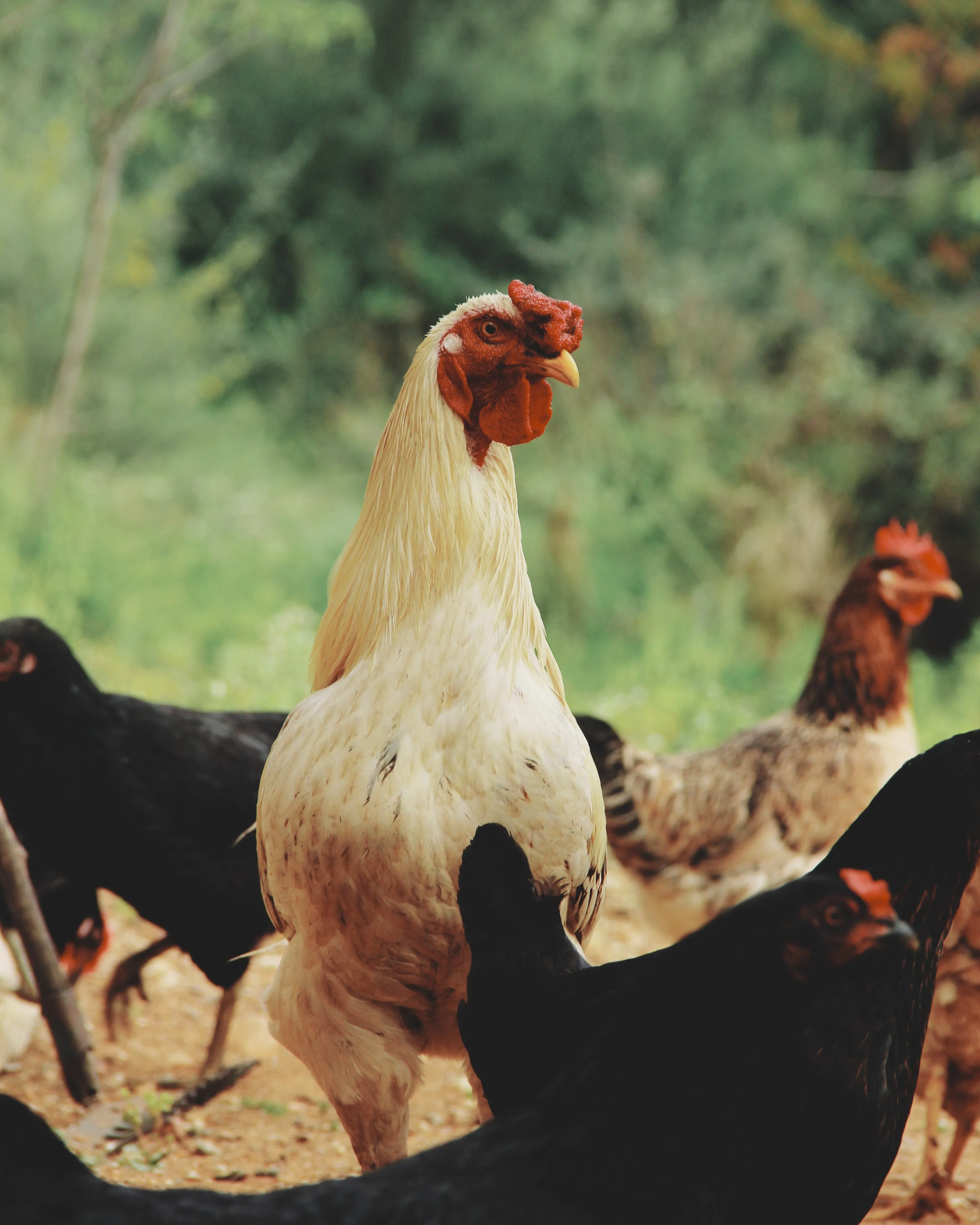 Gallines i galls a l'aire lliure. 
