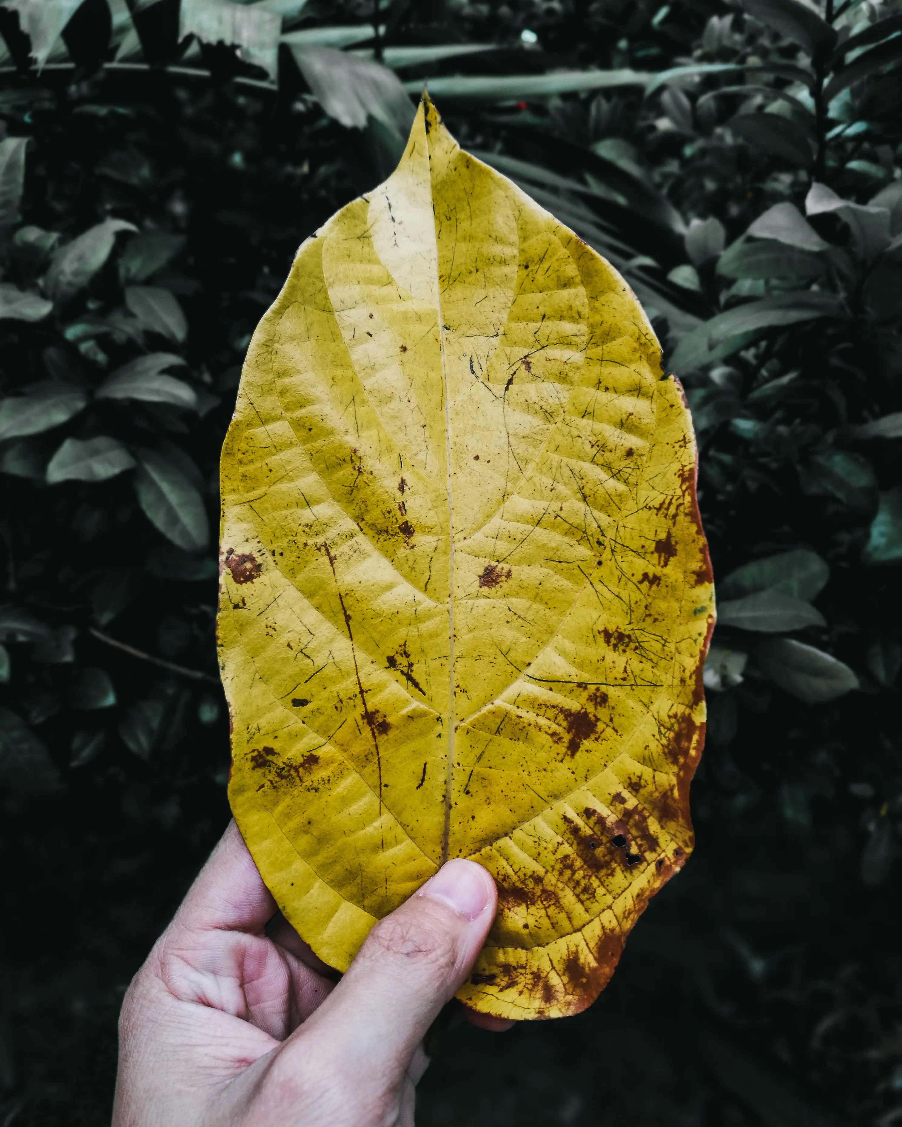 Mà agafant una fulla. Font: Pexels - Mark Tacatani