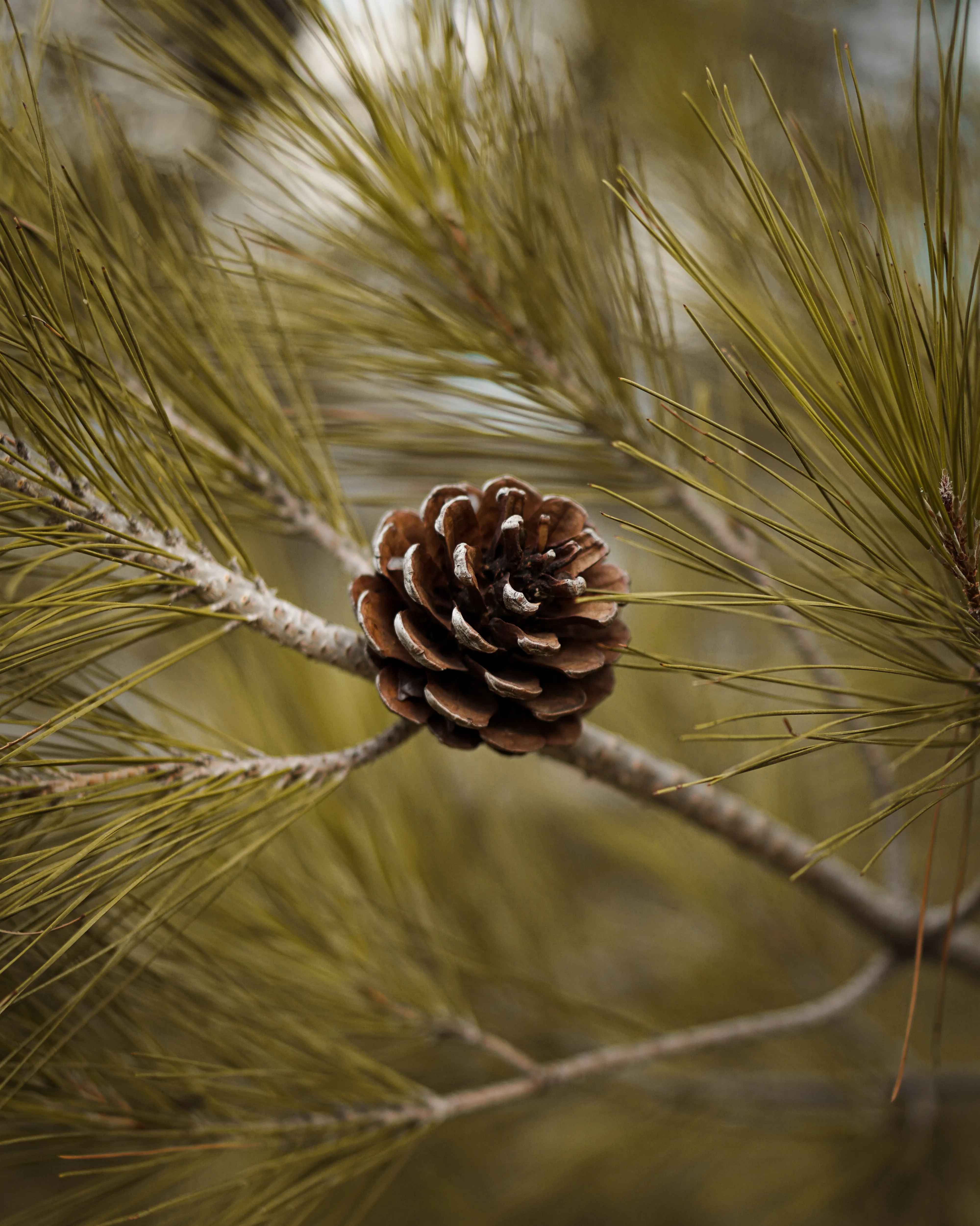 Branca de pi amb pinya. Font: Pexels - Mert Kaya