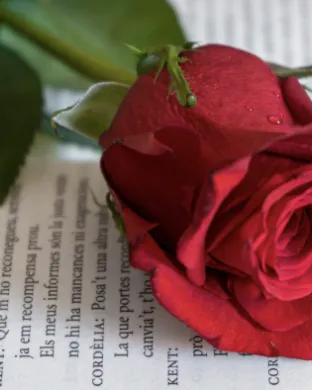 Una rosa vermella en un llibre per representar els components principals de la diada de Sant Jordi. Font: Llicència CC Unsplash
