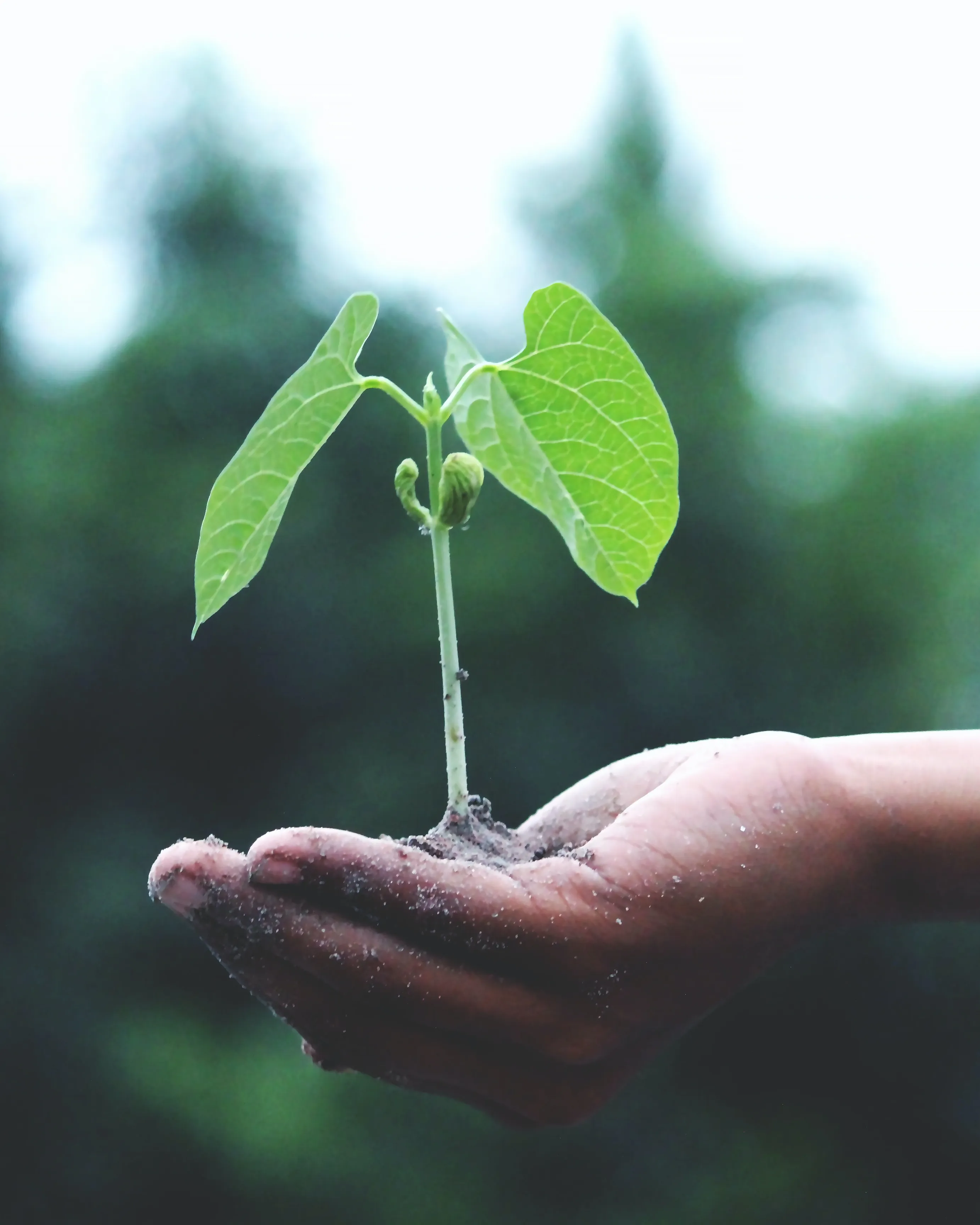 Mà amb planta que hi creix. Font: Pexels - Akil Mazumder