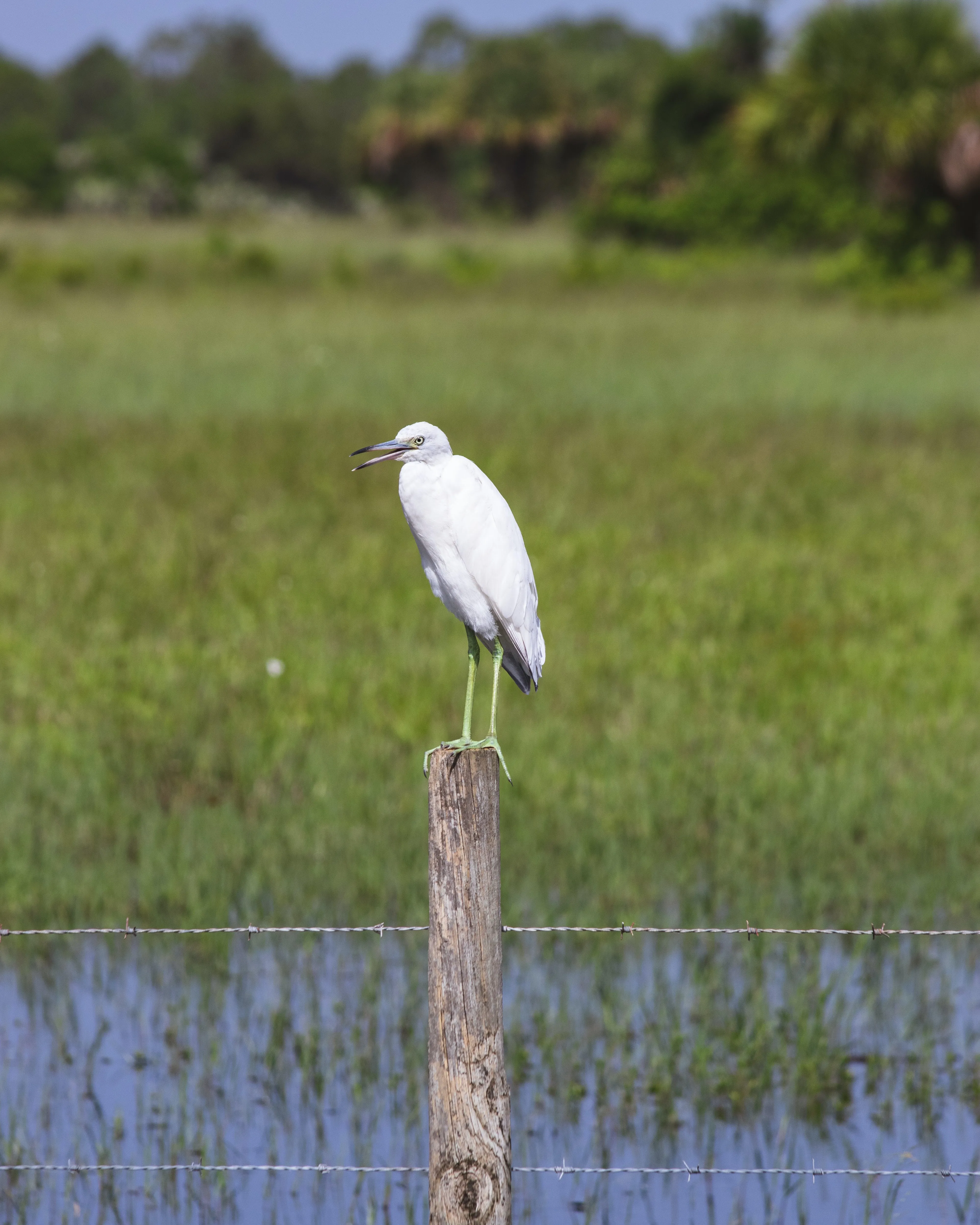 Agró en un pal i aiguamolls de fons. Font: Pexels - Hailey Shea