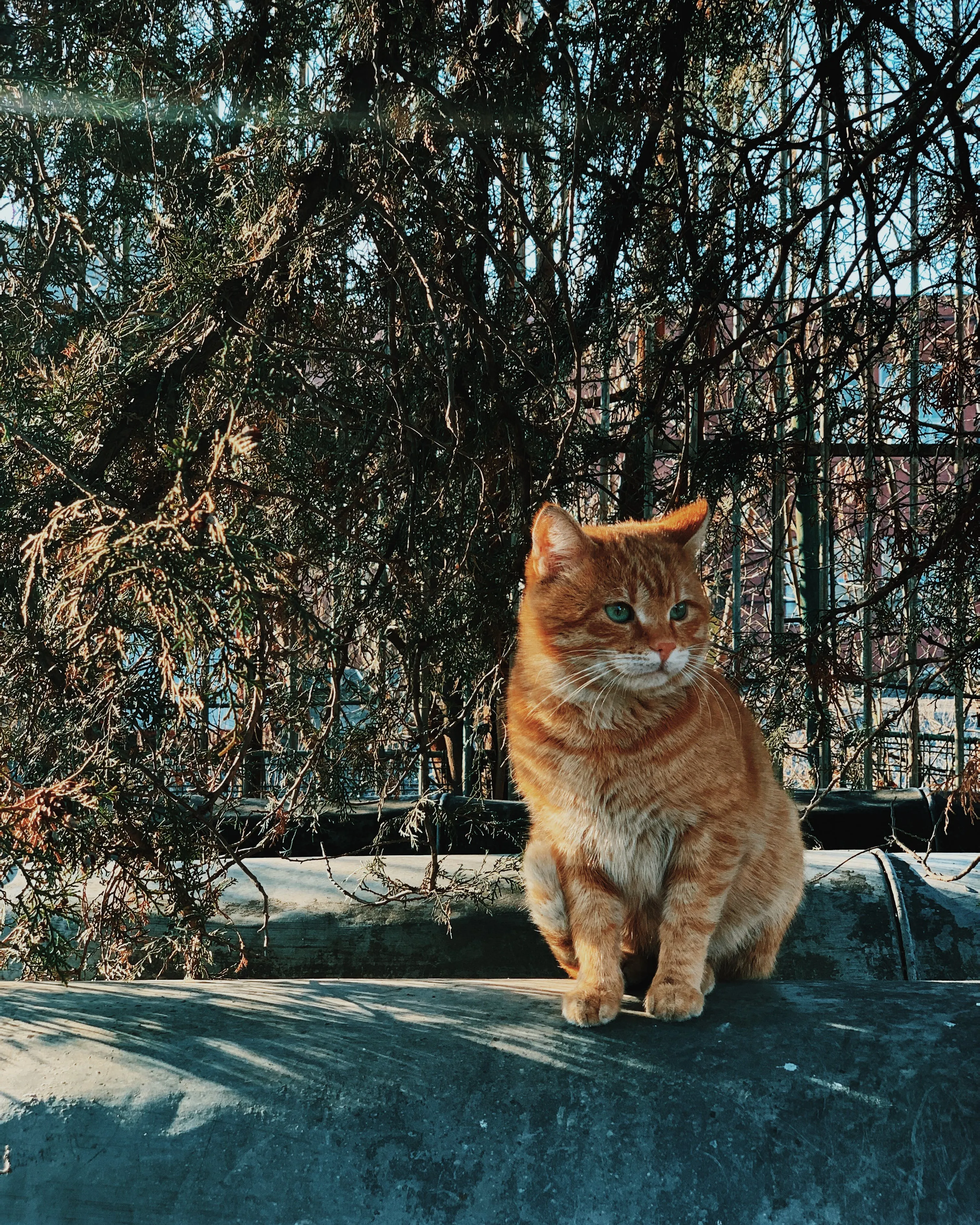 Gat en un parc. Font: Pexels - Dids .