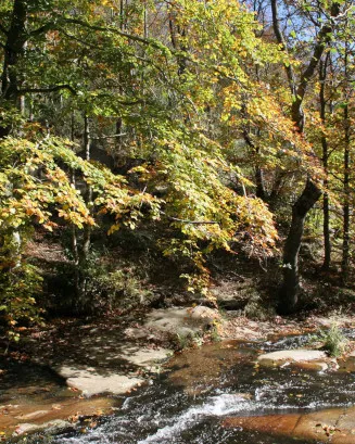 Bosc i riu al Montsent. Font: Wikipèdia Autor: Pixel