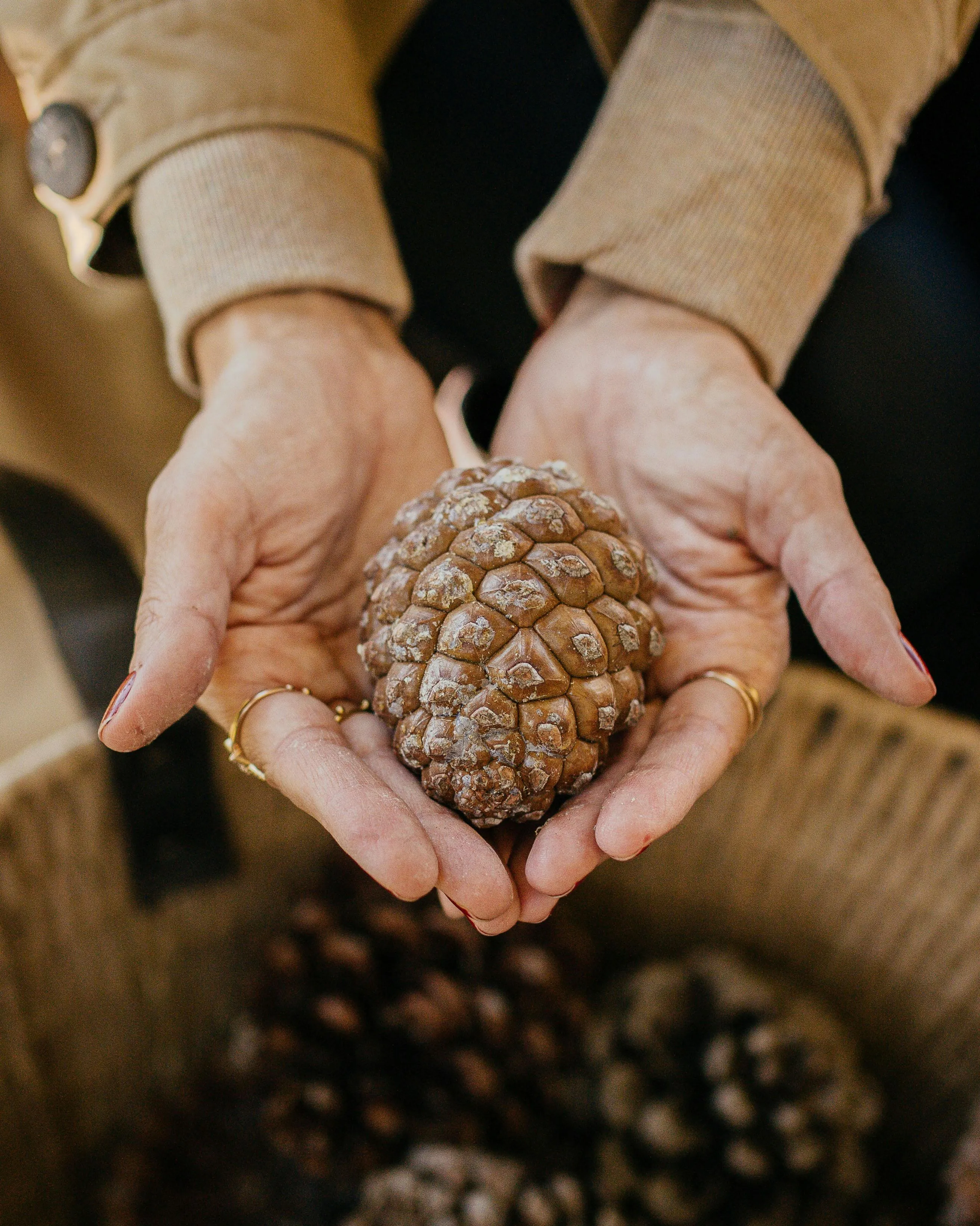 Mans que agafen una pinya de pi. Font: Pexels - furkanfdemir 