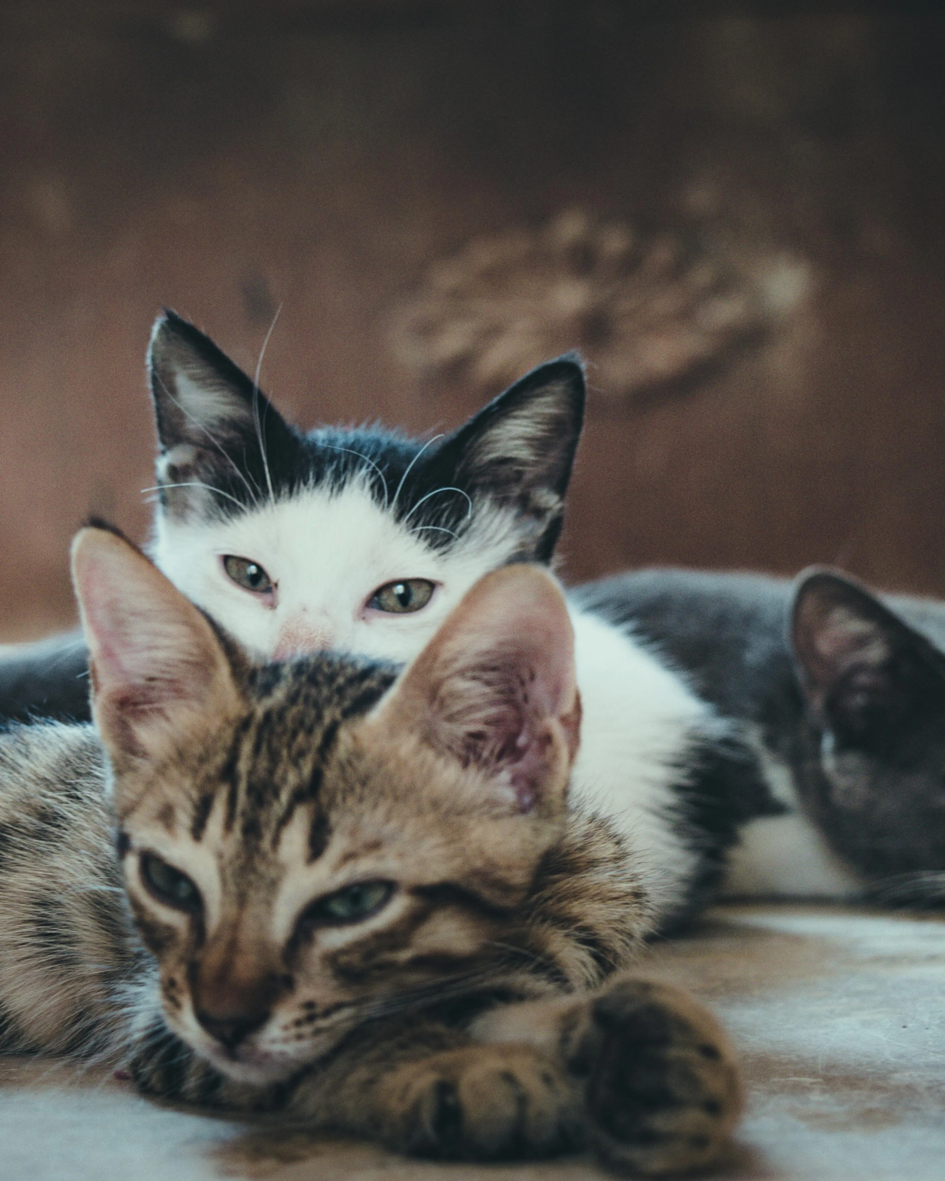 Gats al carrer. Font: Pexels - Mustafa ezz