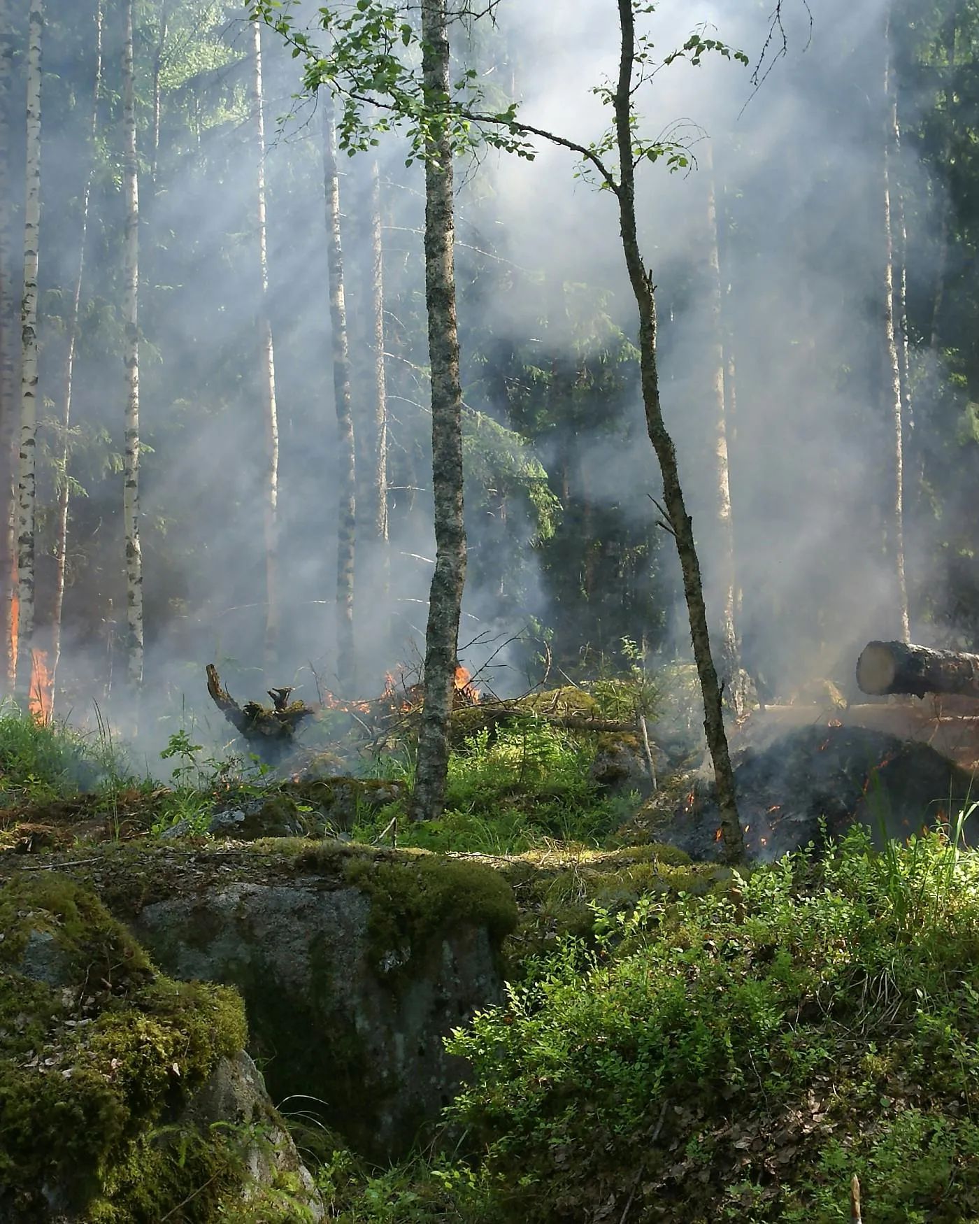 Bosc amb incendi forestal. Font: Pixabay