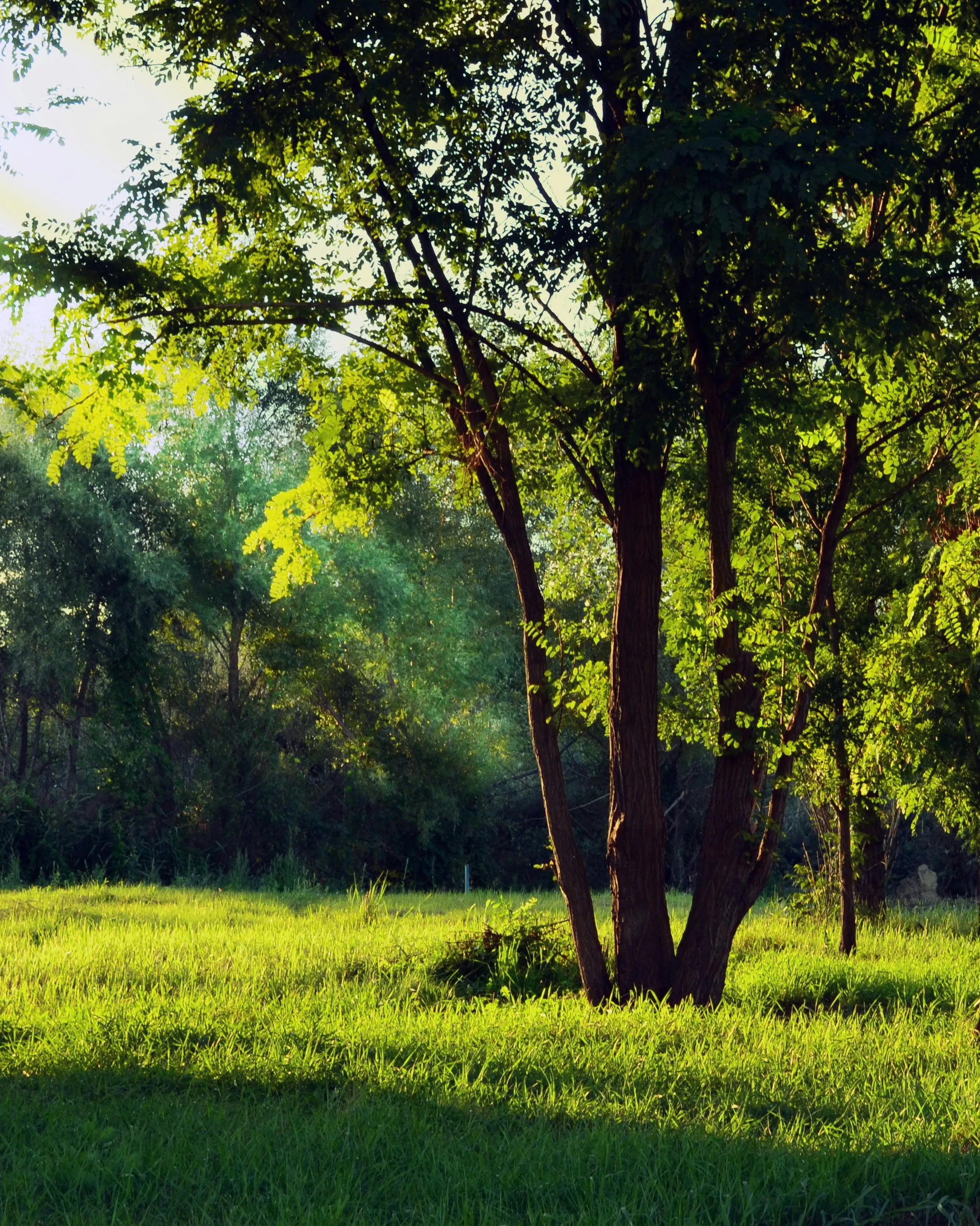 Camp amb arbres. Font: Pexels - Bill White