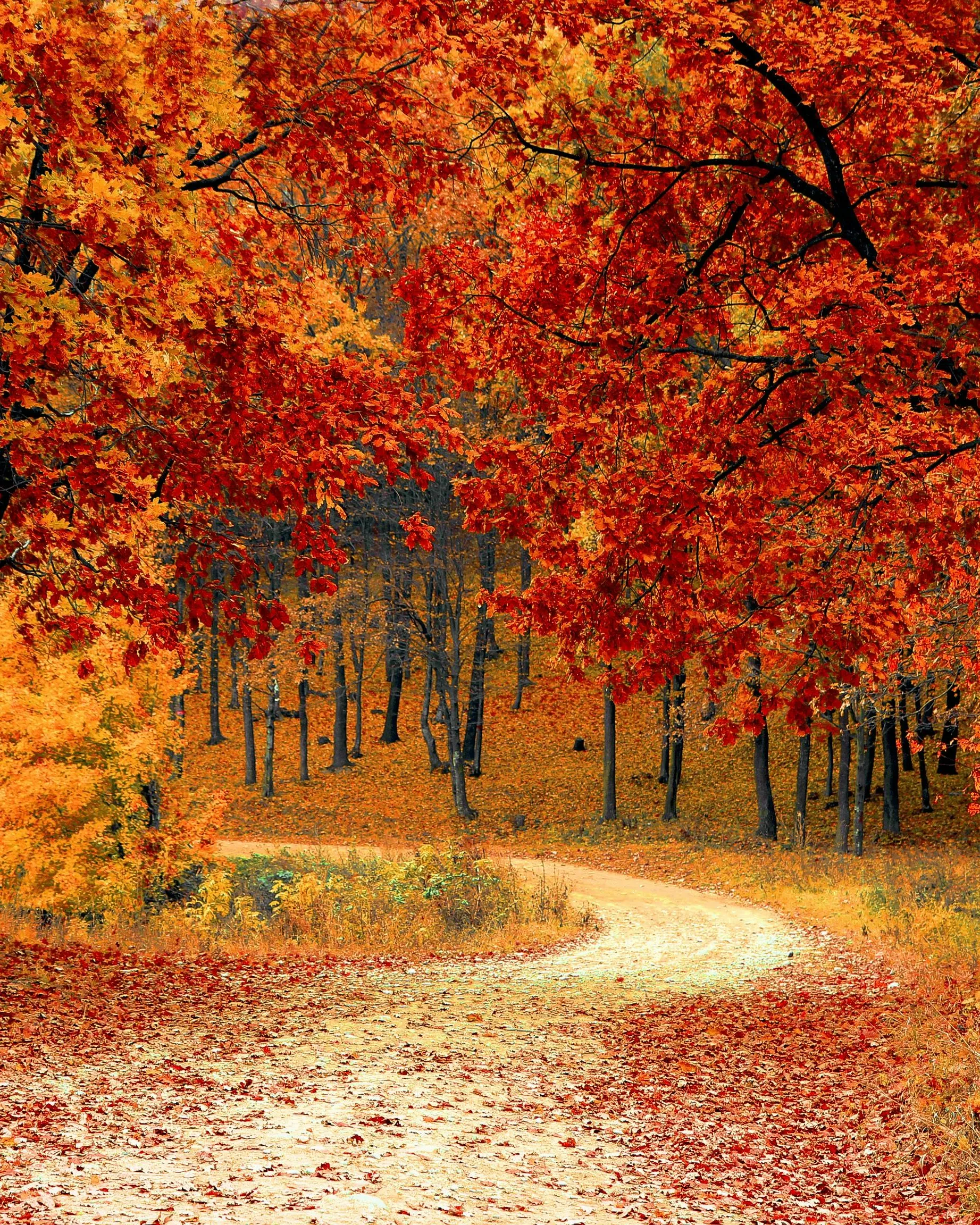 Bosc a la tardor. Font: Pixabay Bosc a la tardor. Font: Pixabay