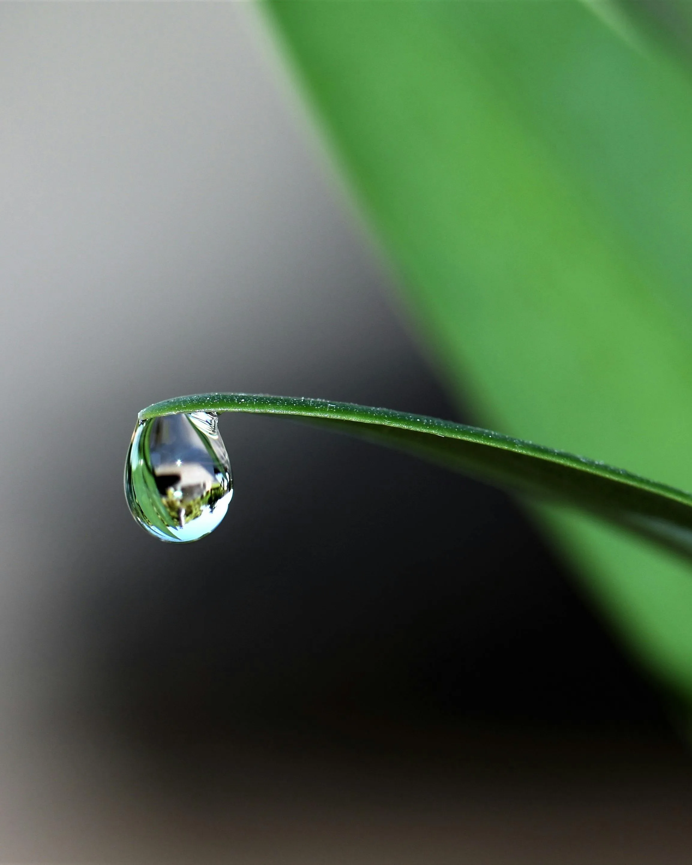 Gota d'aigua en una fulla. 