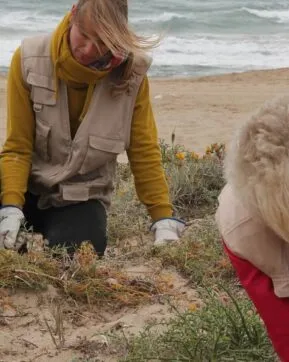Foto de dues voluntàries treballant per retirar vegetació invasora a la platja