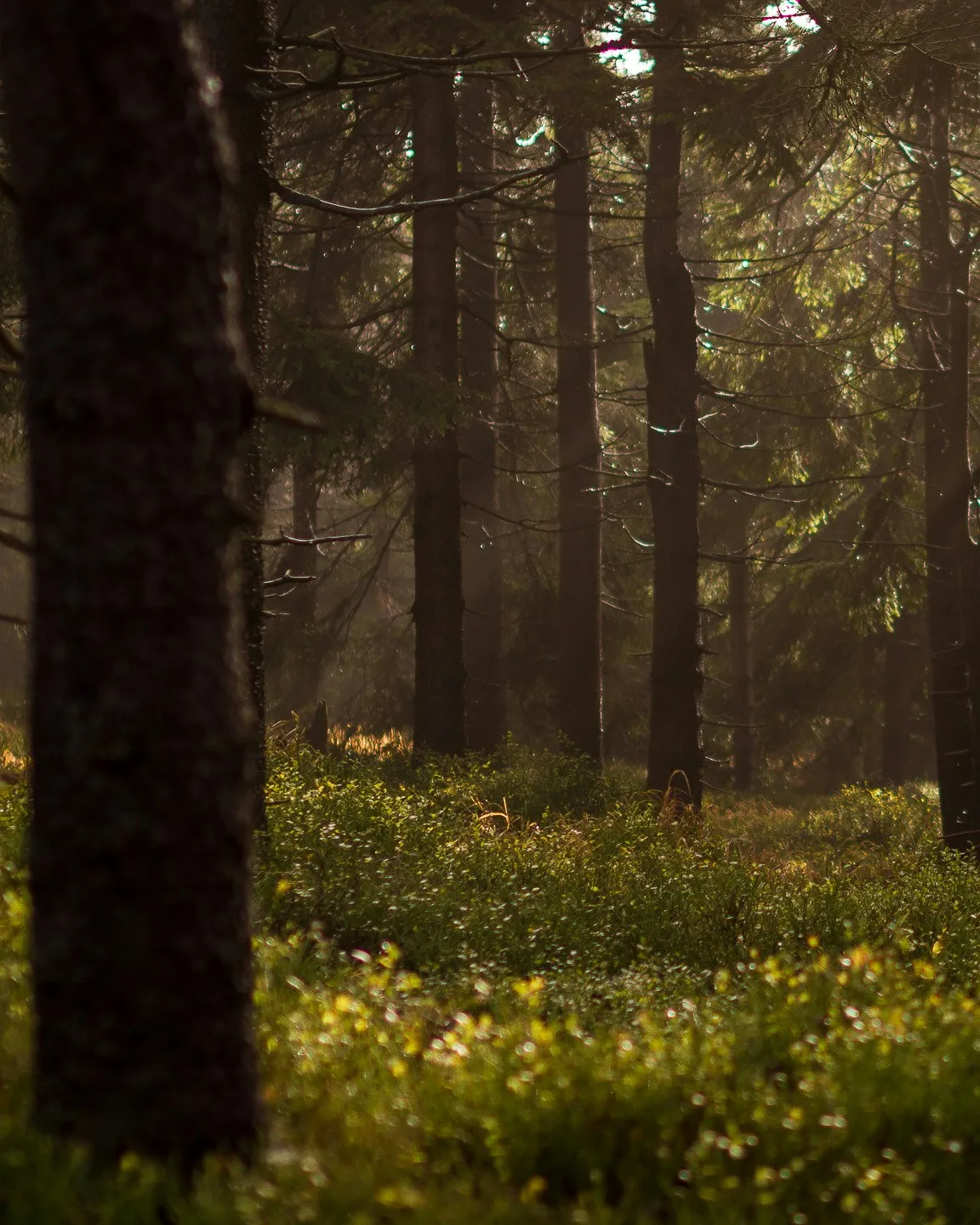 Bosc