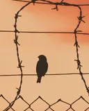 Experiències des de la quotidianitat. L'educador/a social al medi penitenciari