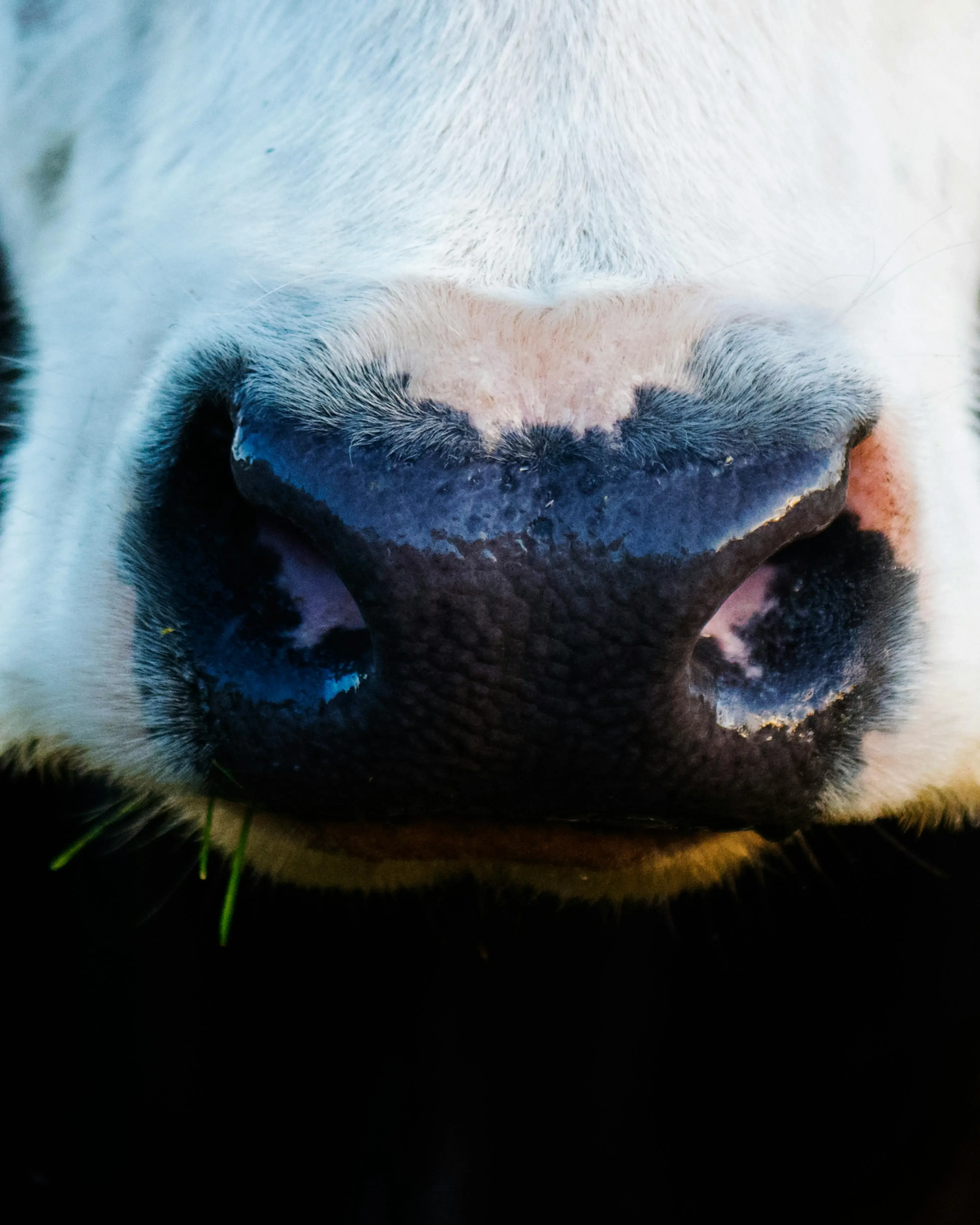 Morro d'una vaca. Font: Pexels - Kat Smith