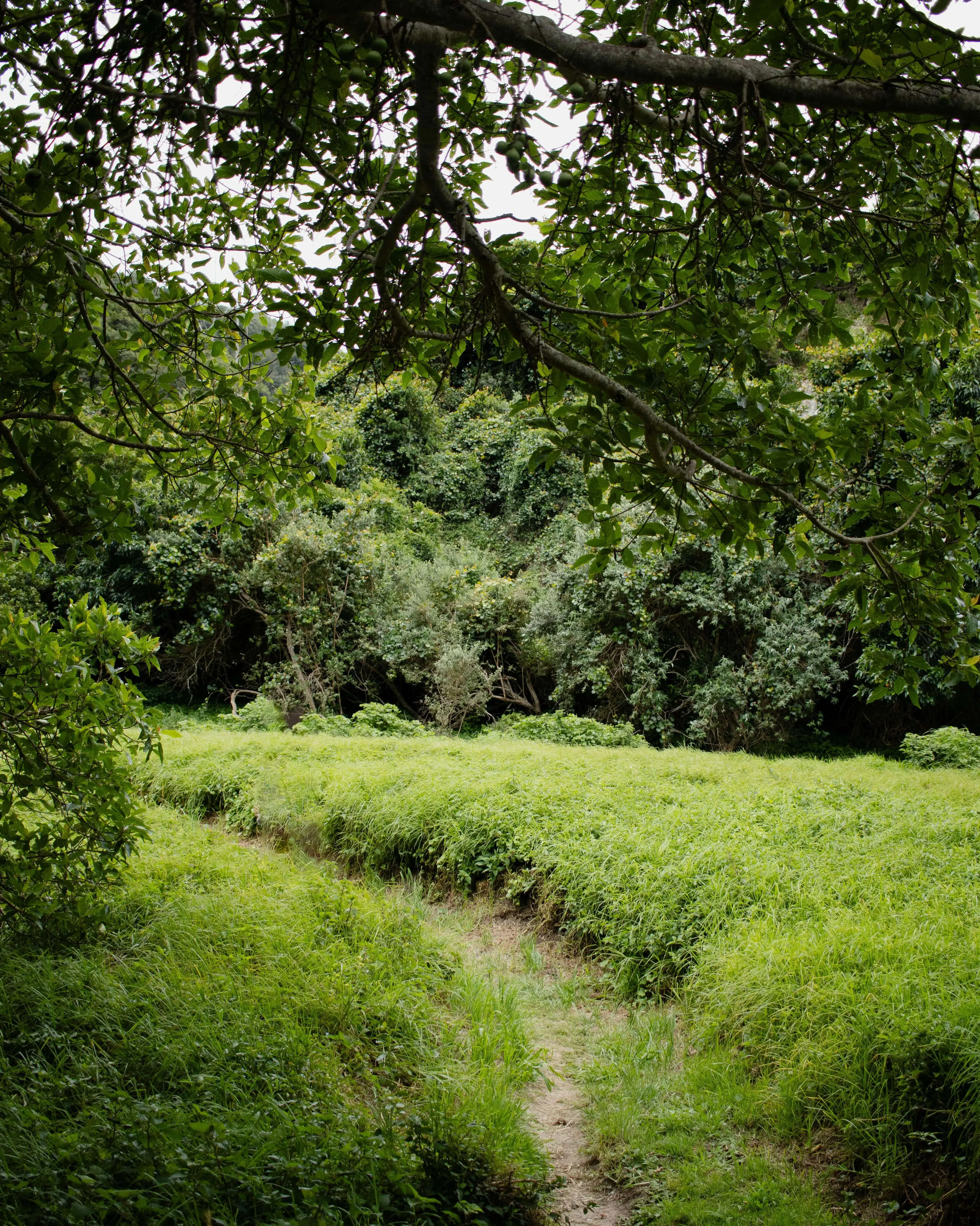 Sender dins d'un camp i un bosc Sender dins d'un camp i un bosc
