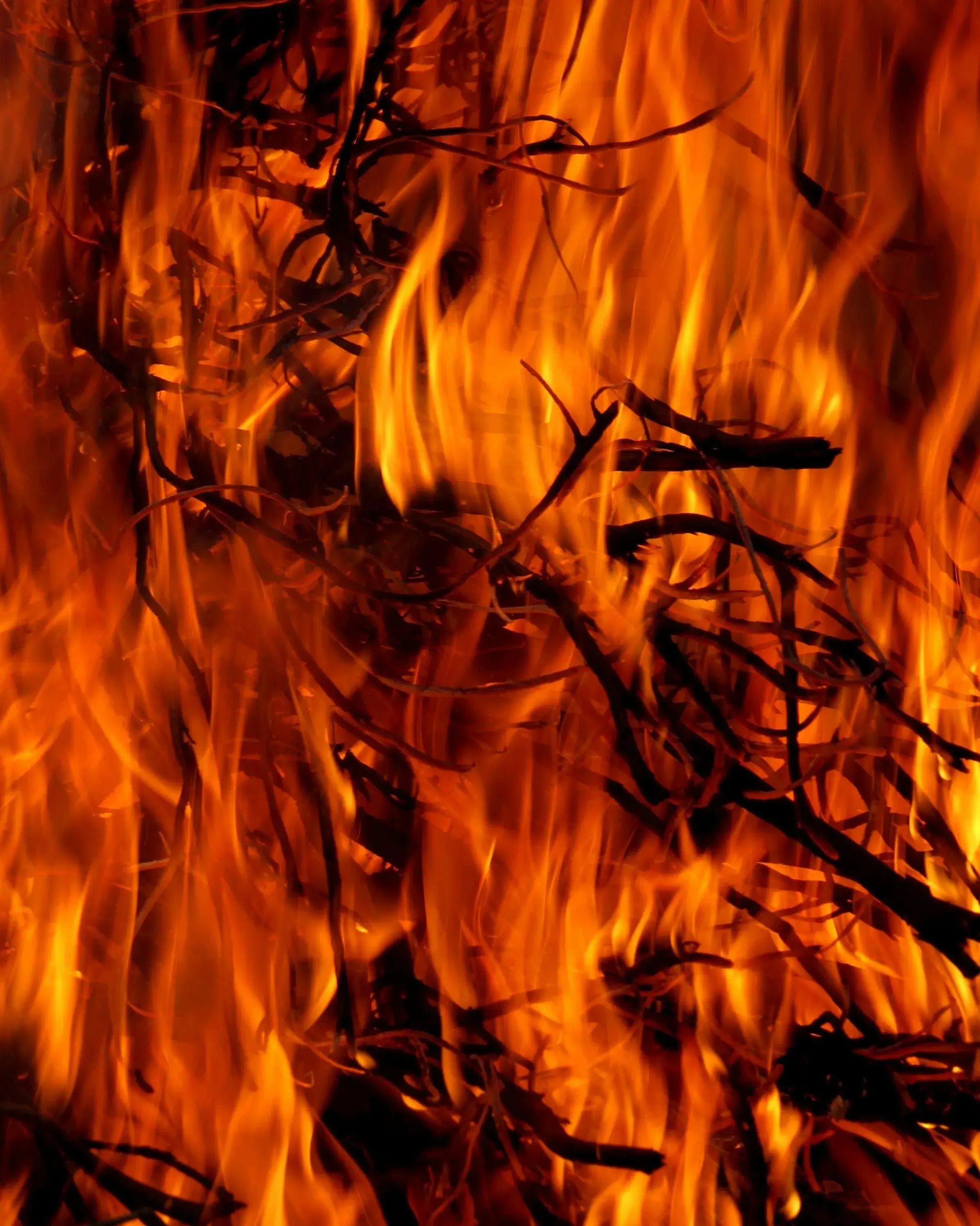 Imatge en primer pla de fustes i branques cremant-se en un bosc