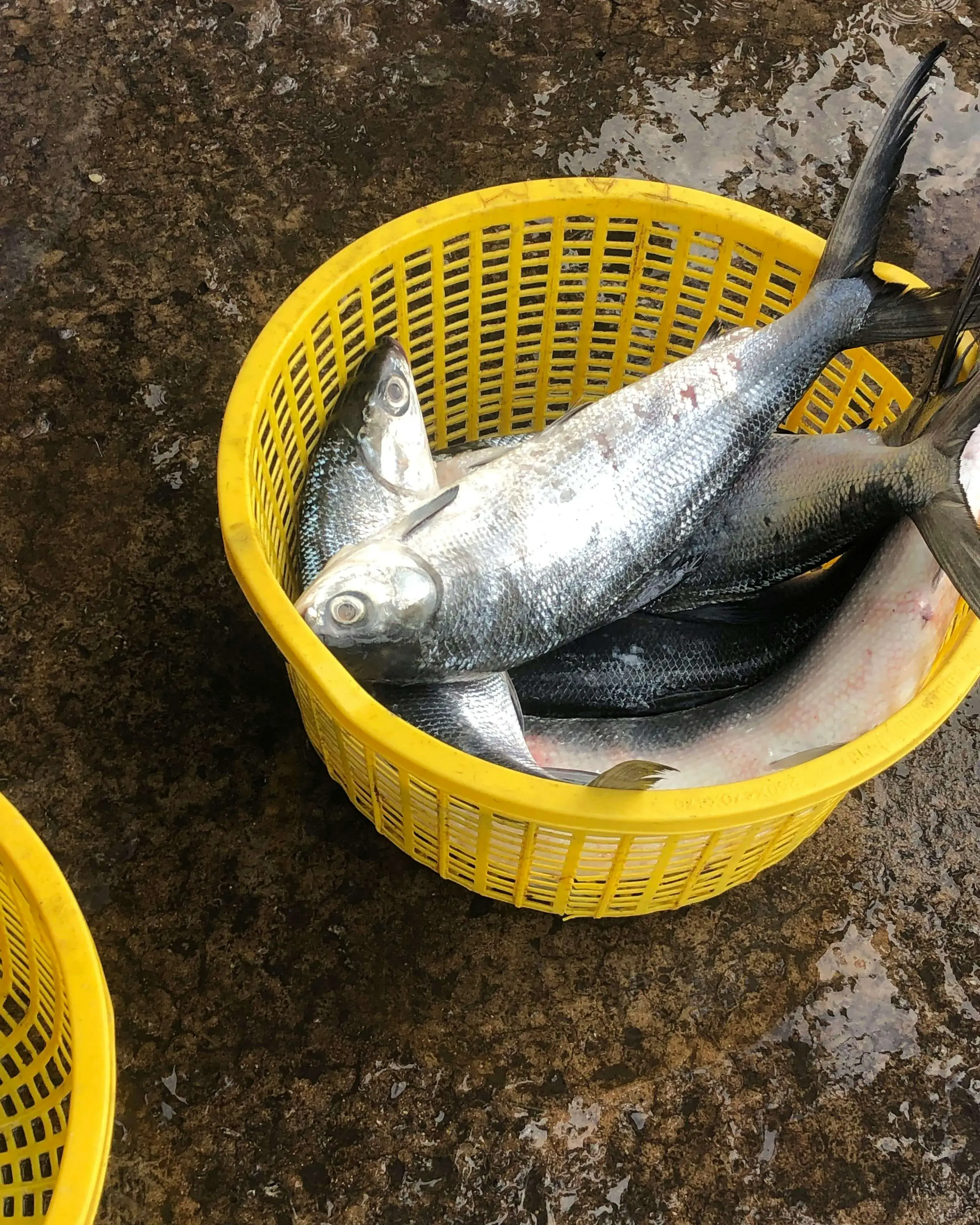 Cabàs ple de peixos Cabàs ple de peixos