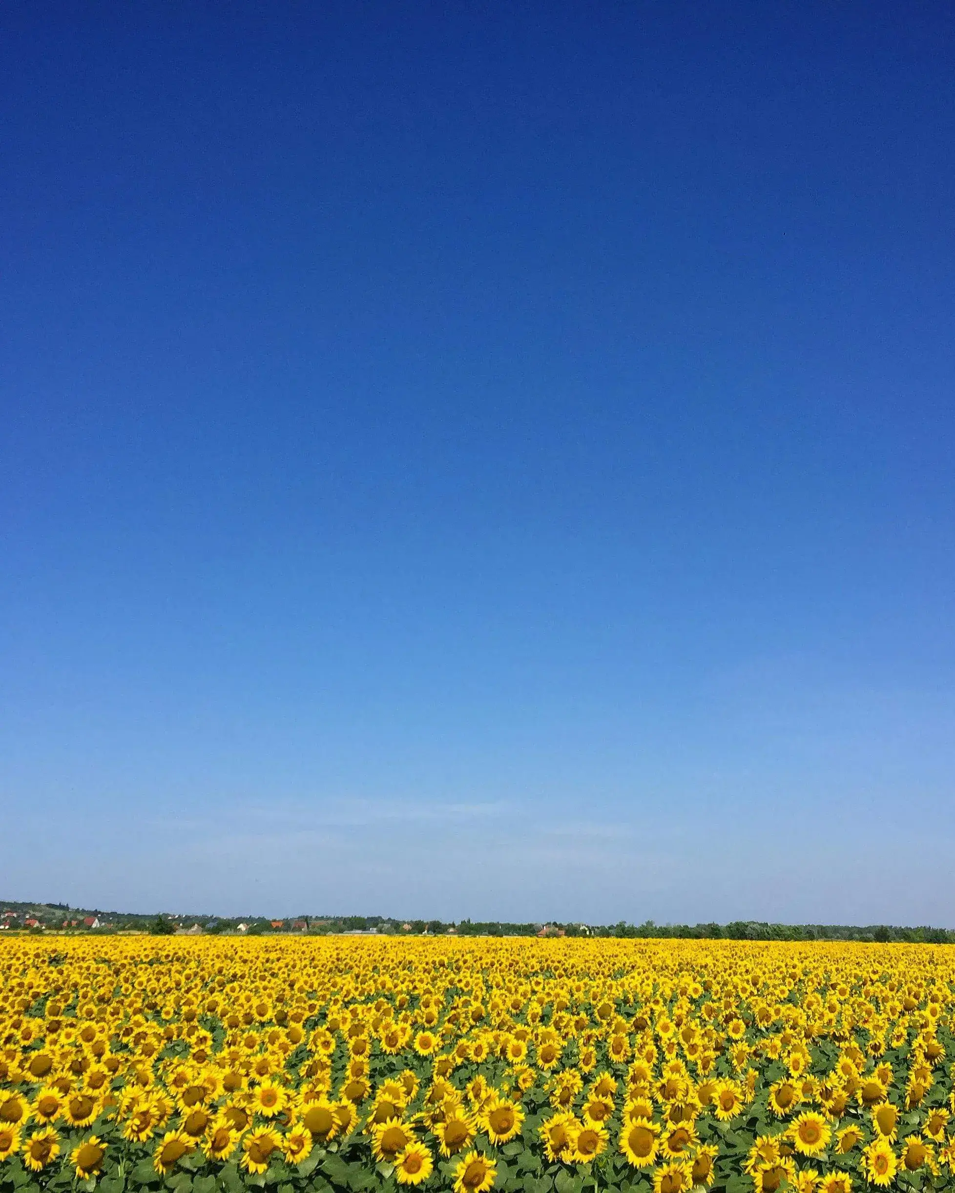 Camp de girasols