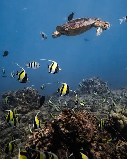 Oceà Fons de l'oceà amb diverses tortugues i peixos
