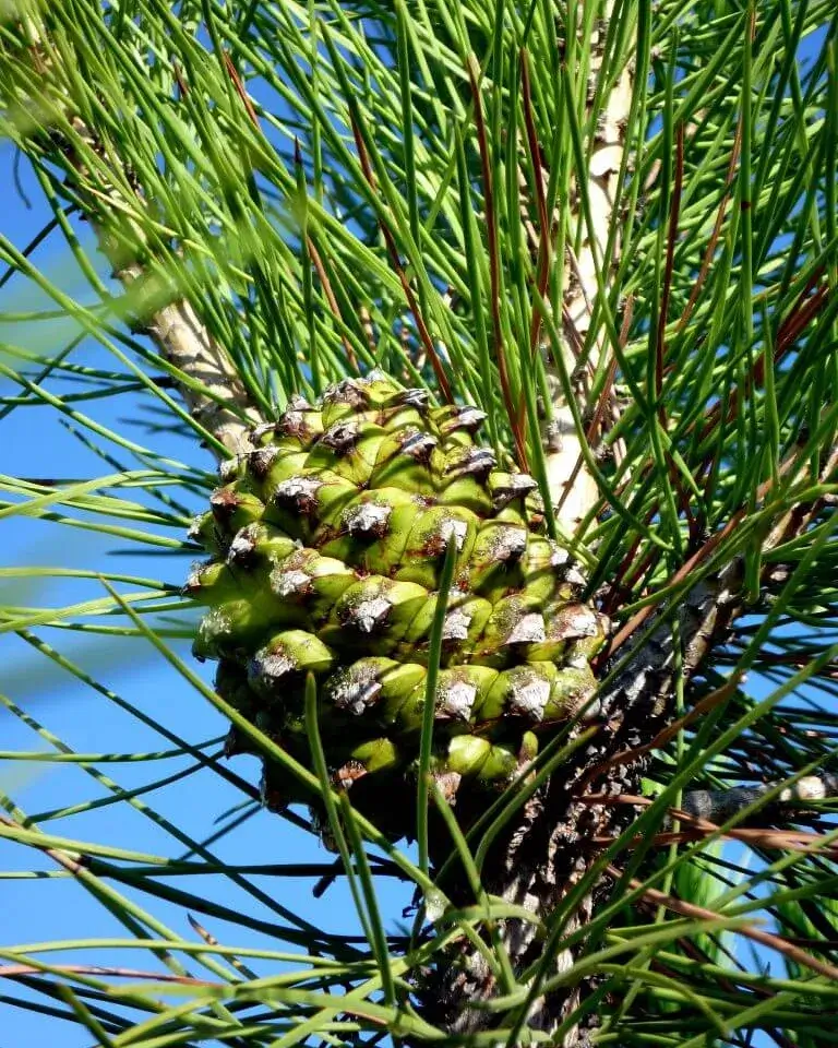 Pinya verda