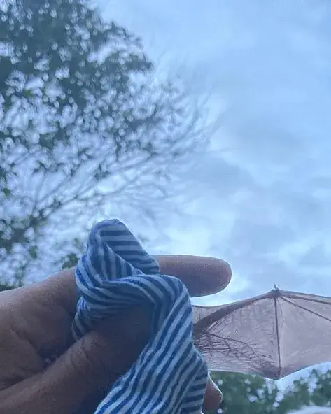 Imatge de les ales d'un ratpenat