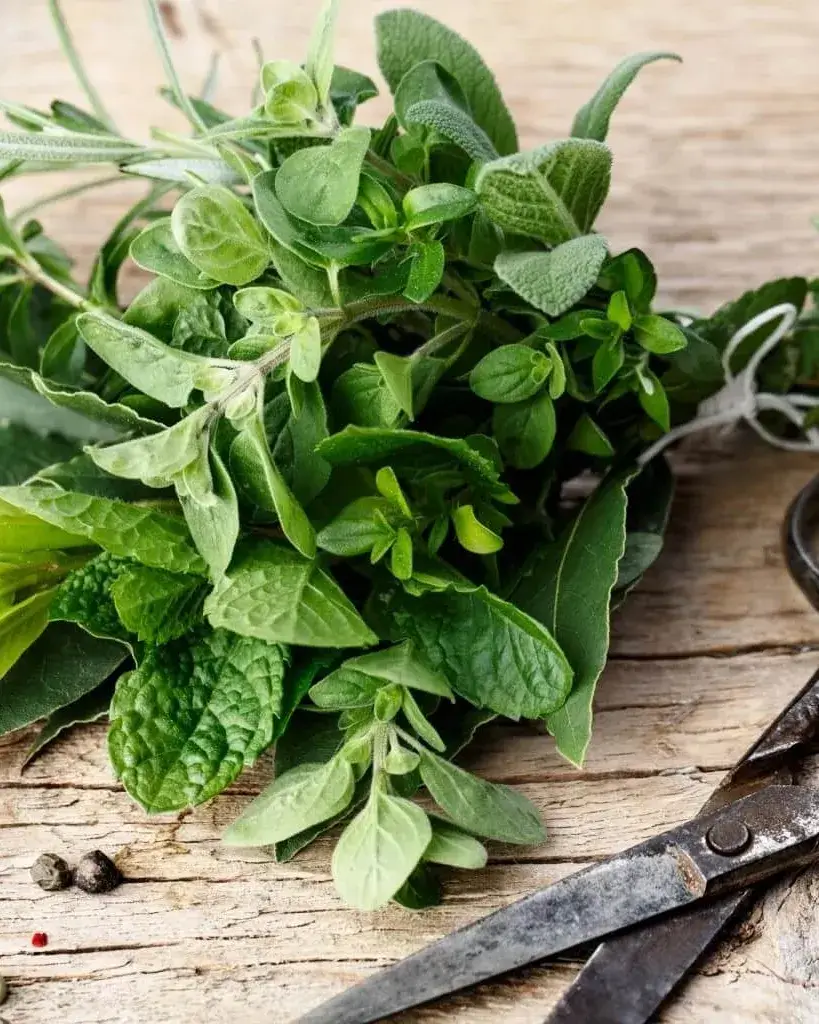 Plantes silvestres comestibles