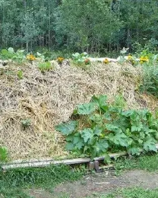 Hügelkultur