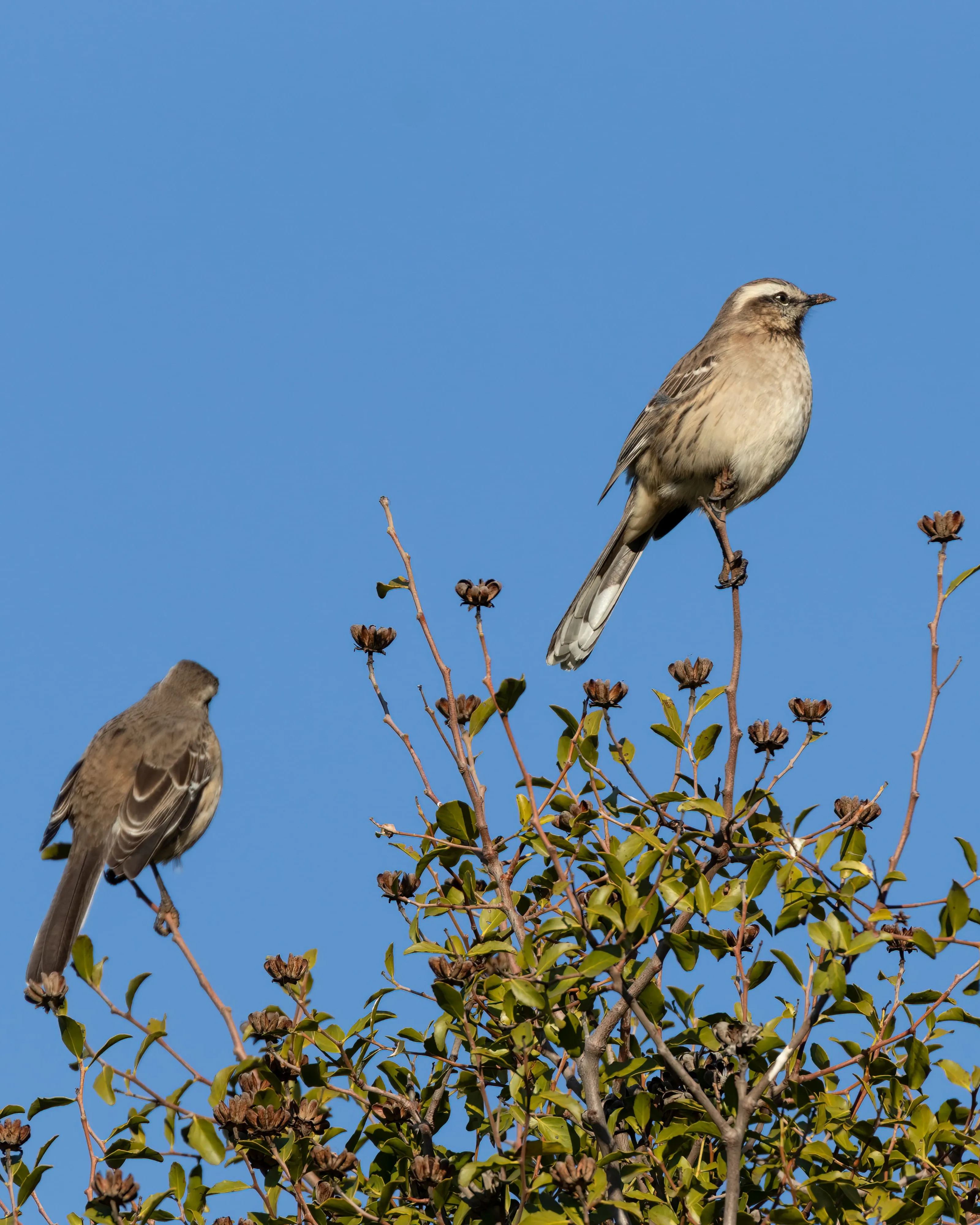 Un ocell reposant en una branca per il·lustrar l'activitat 'Ocells de Salou: natura i ciència'.