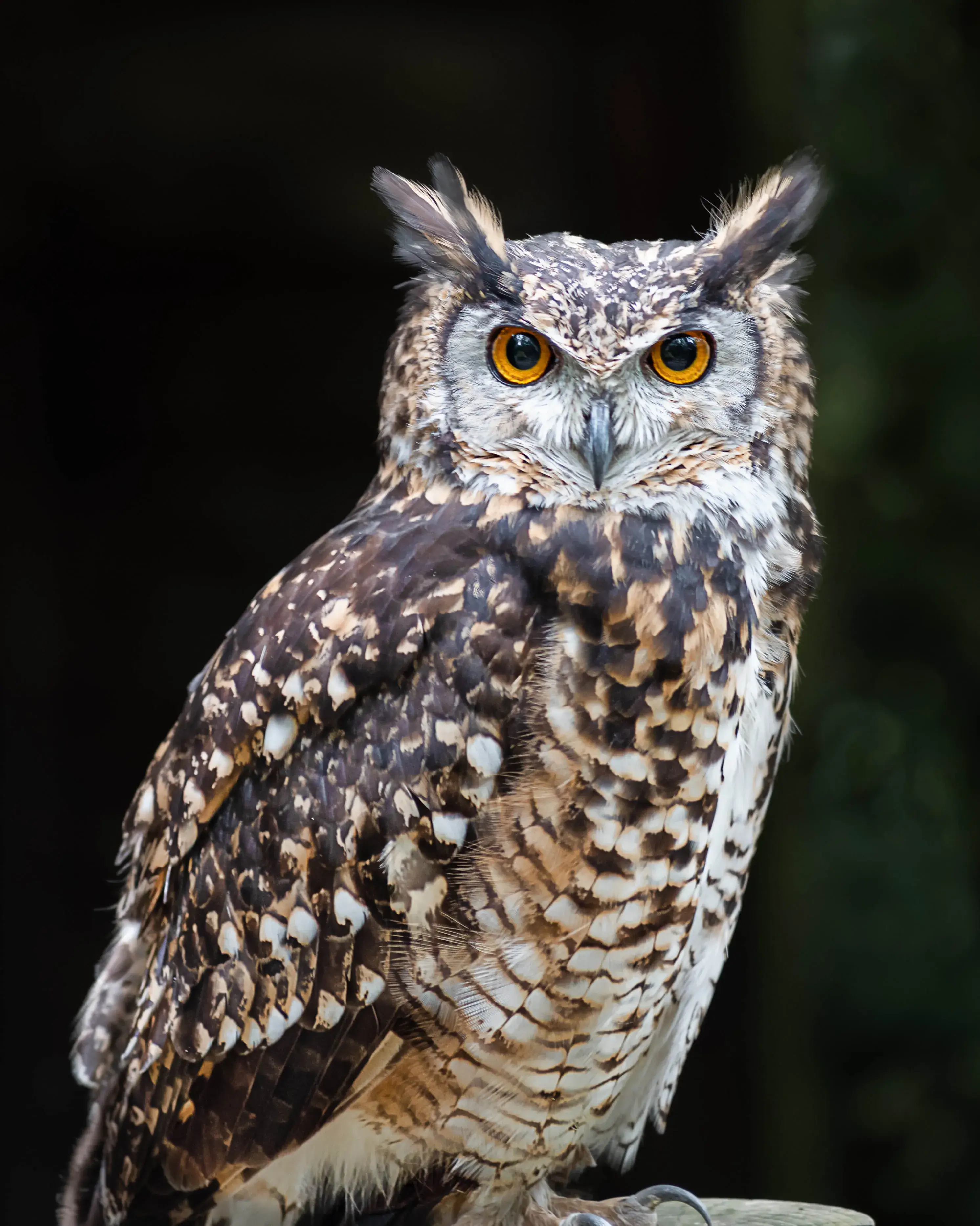 Imatge d'un mussol per il·lustrar l'activitat 'Cens del duc al Parc Natural del Montsant'.