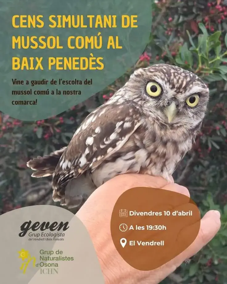 Cartell oficial de la 3a edició del Cens de Mussol Comú al Baix Penedès.