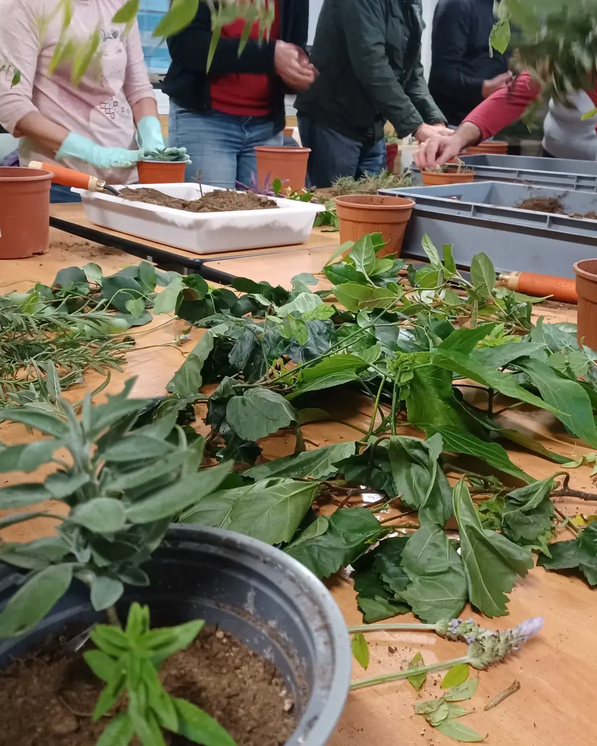 Taller d’esqueixos