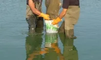 Retirada de les carpes de l?Estany de Sils