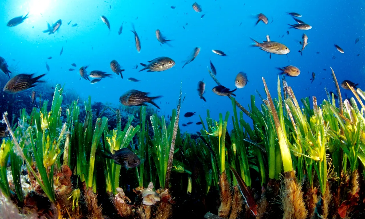 Posidonia Oceanica