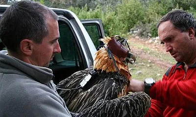 fauna under threat in Catalonia