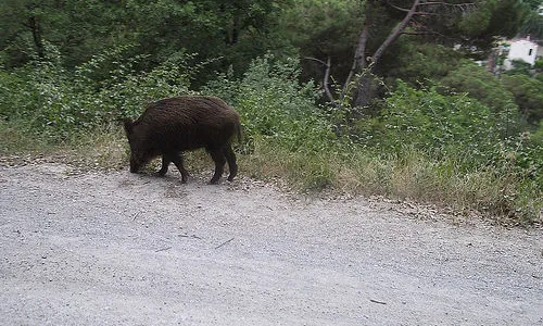 Porc senglar a Vallvidrera (carregada a flikr per Carlos Pons)