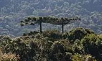 Conservació de la Serra de Lucinado a Brasil (Imatge de ZeroC02)