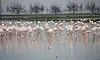 Flamencs al Delta de l'Ebre (carregada a flickr per joseptorta)