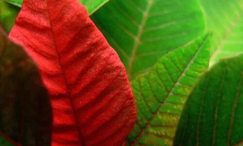 Fotografia d'una fulla vermella entre altres. Galeria de victor_nuno a Flickr