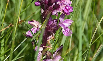 Orquídia Gymnadenia odoratissima, espècie desapareguda a Catalunya