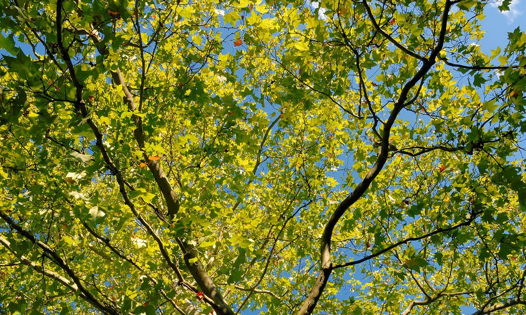 Arbre - Media Ambient Generalitat a Flickr